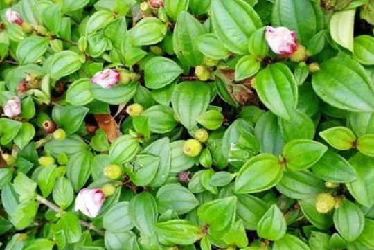 油茶是一類山茶類植物,油茶的功效與作用